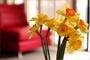 Decore ambientes seguindo o Feng Shui