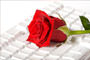 Amor no ambiente profissional